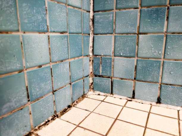 Trusted Willacoochee, GA Mold Removal Experts