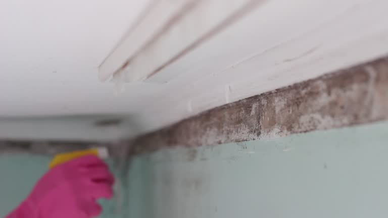 Mold Remediation for Vacation Homes in Willacoochee, GA